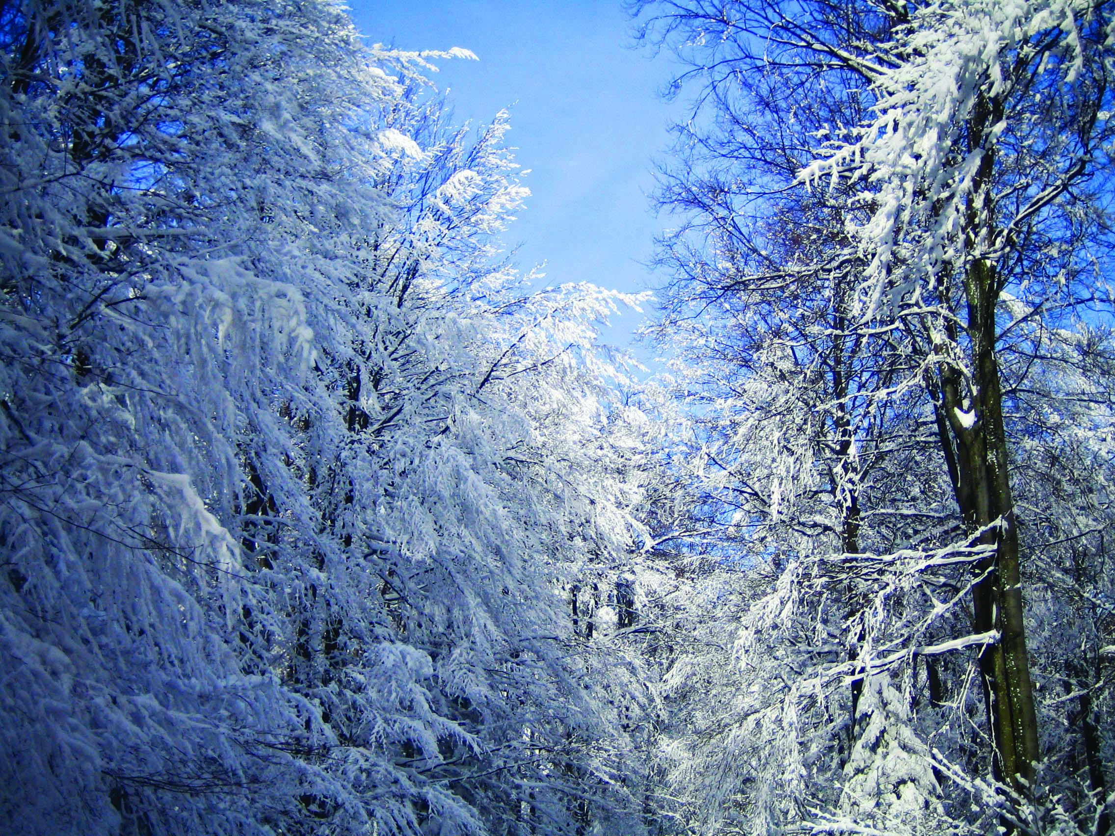 January Snow
