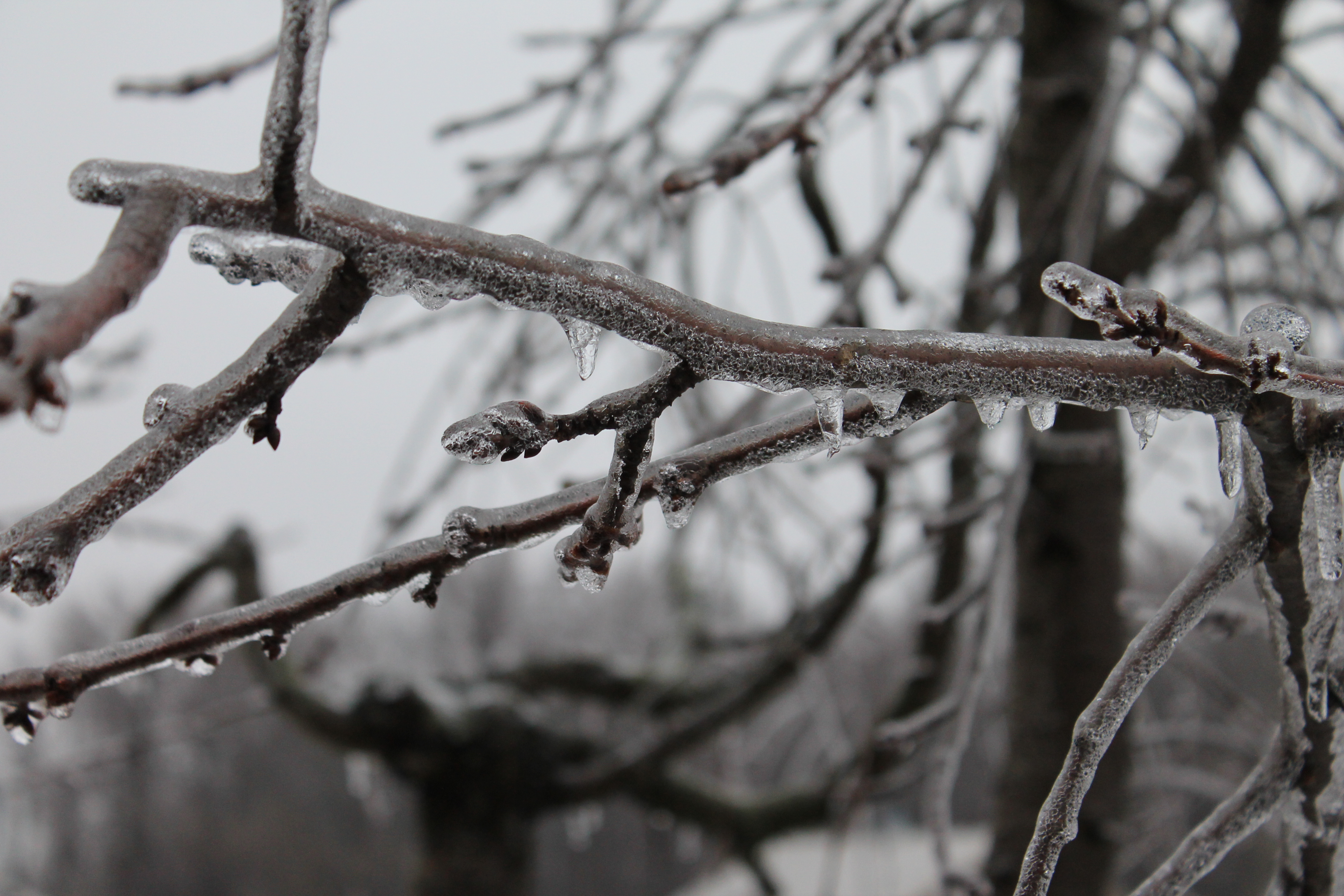 Ice on a tree