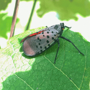 Lanternfly 