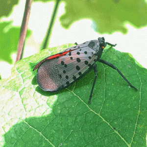 Lanternfly